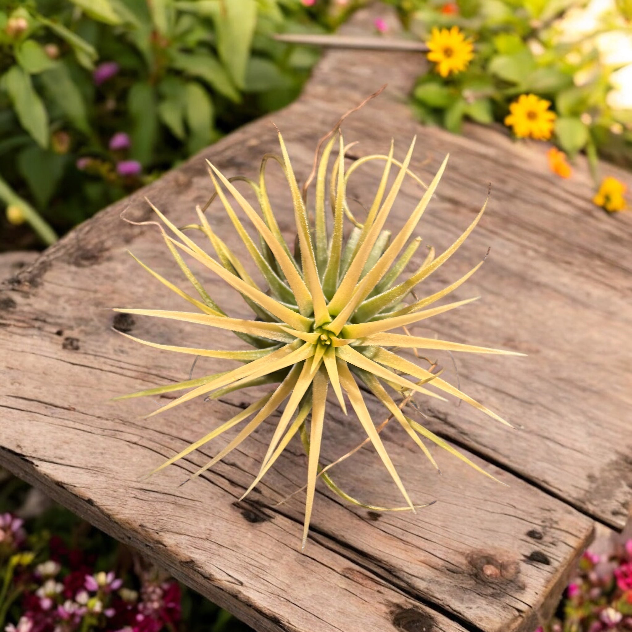 Tillandsia Alba - planta aeriana