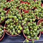 Senecio rowleyanus (sirag de perle) *babyplant