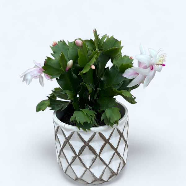 Schlumbergera 'White Eva' (White Christmas)