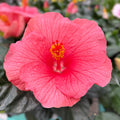 Hibiscus rosa-sinensis ‘Kandy’ - Japanese roses with pink flowers