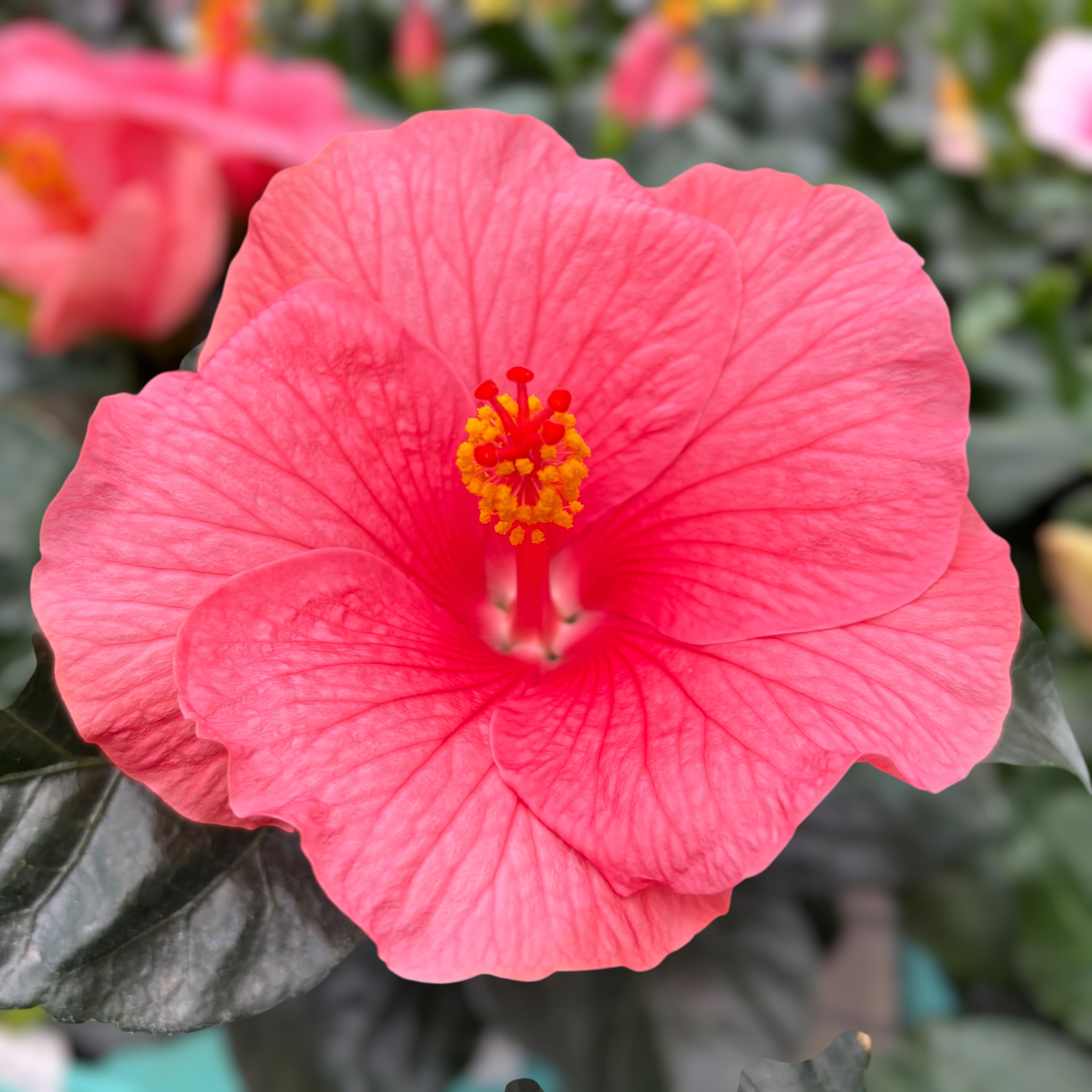 Hibiscus rosa-sinensis ‘Kandy’ - Japán rózsák rózsaszín virágokkal
