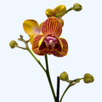 Phalaenopsis Kauai Sunset pelorique - 3 lèvres