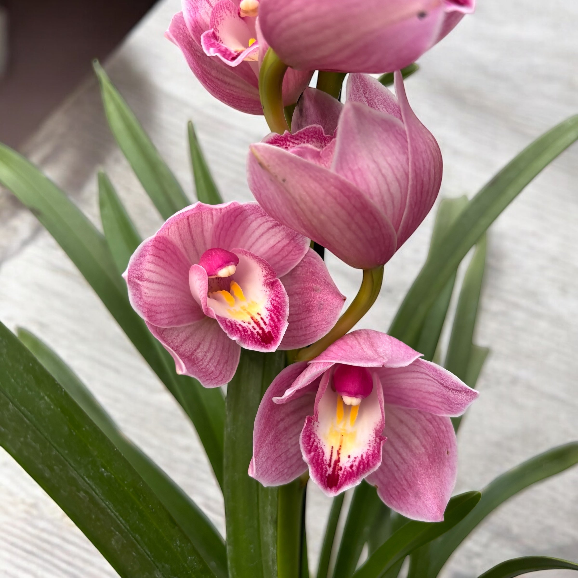Cymbidium Maria