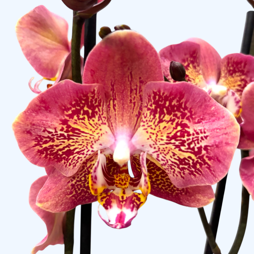 Phalaenopsis Leco Fantastic (variation)