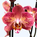 Phalaenopsis Leco Fantastic (variation)
