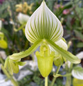 Paphiopedilum Maudiae Femma (Venus-Schuh)