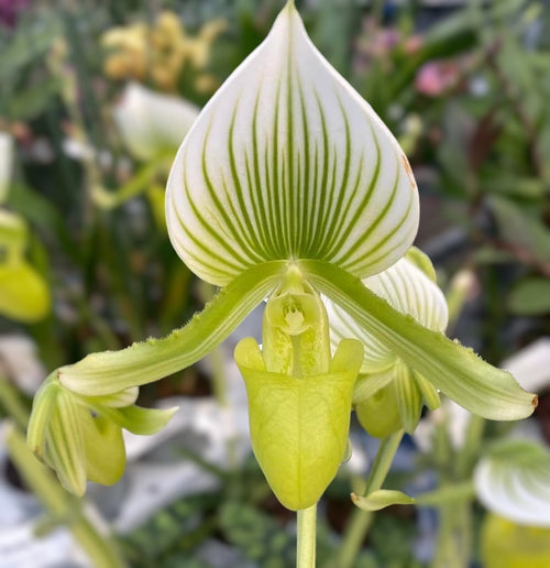 Paphiopedilum Maudiae Femma (Venusov papučka)