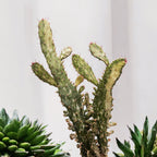 Opuntia Tuna Variegata