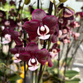 Phalaenopsis Kaoda Twinkle 'Chocolate Drop' (Black Widow) - profumata (Paesi Bassi)