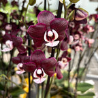 Phalaenopsis Kaoda Twinkle 'Chocolate Drop' (Black Widow) - profumata (Paesi Bassi)