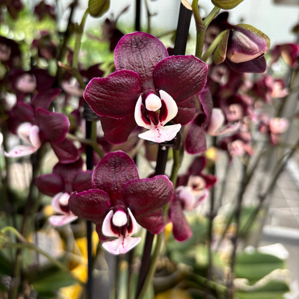 Phalaenopsis Kaoda Twinkle 'Chocolate Drop' (Black Widow) - parfumata (Olanda)