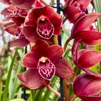 Cymbidium Magic Red