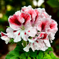 Pelargonium Grandiflorum 'Elegance Mona’ (muscate englezesti)