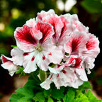 Pelargonium Grandiflorum 'Elegance Mona’ (muscate englezesti)