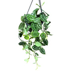 Scindapsus pictus 'Argyraeus' - exemplare XL