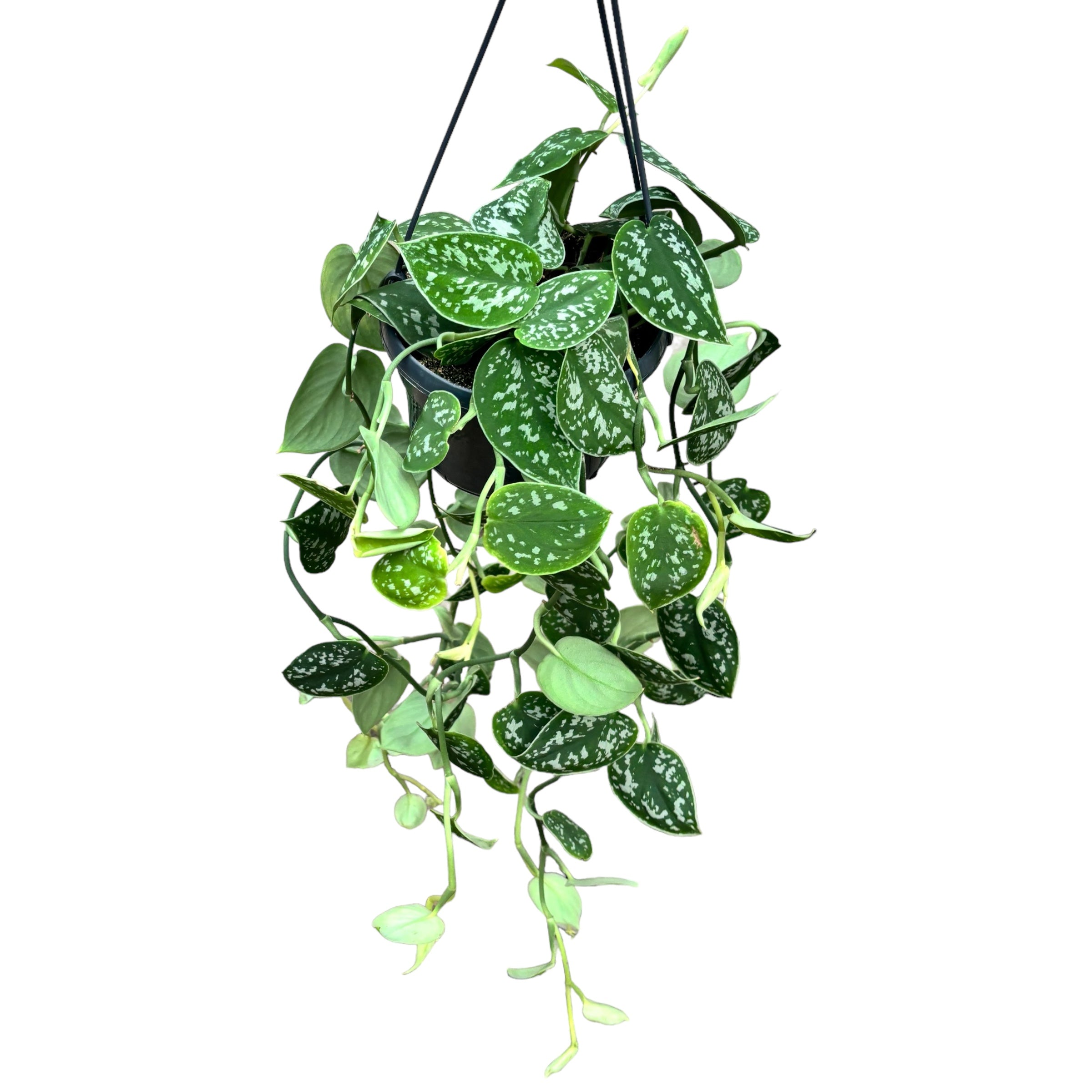 Scindapsus pictus 'Argyraeus' - exemplare XL