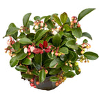 Gaultheria Procumbens 'Big Berry' - evergreen plant