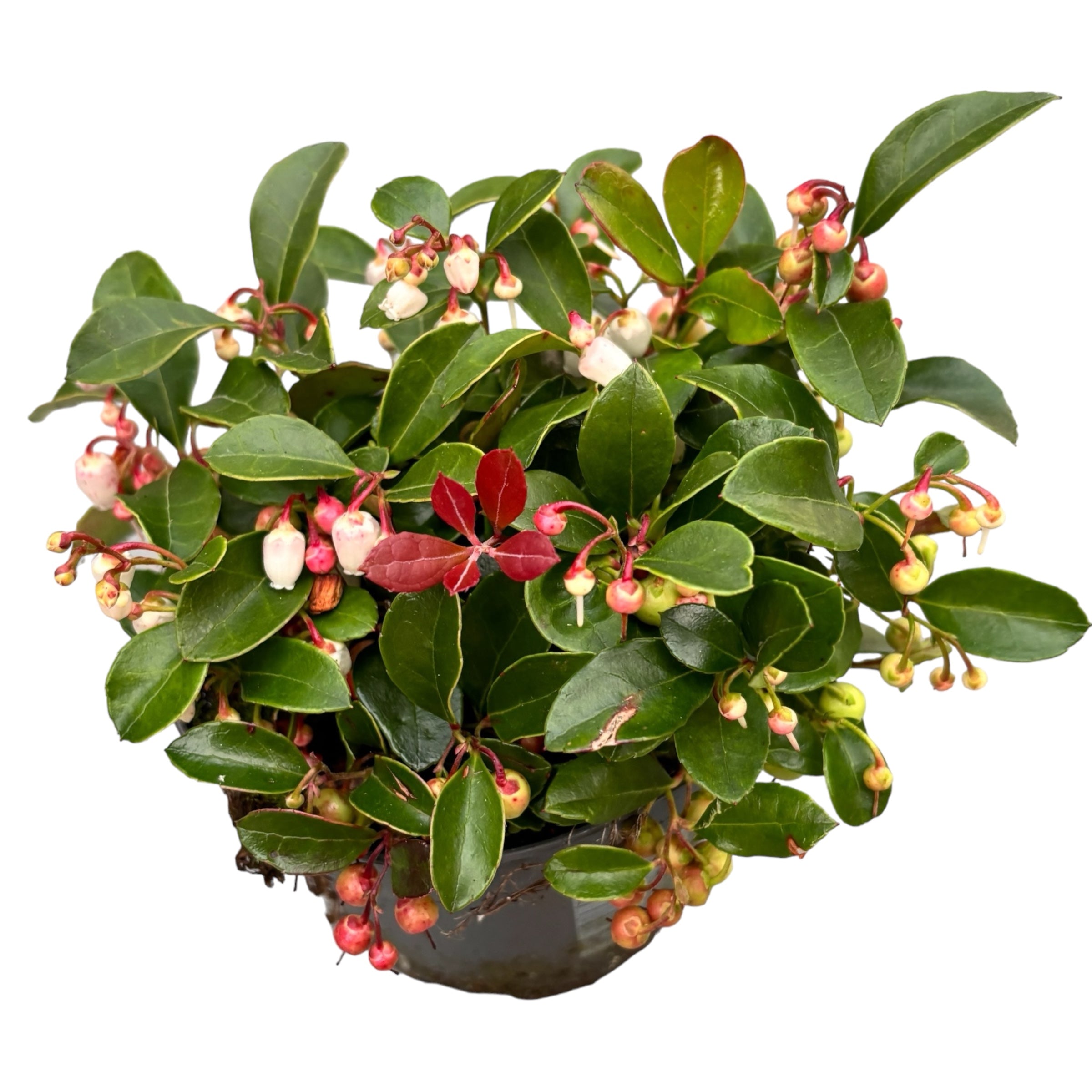 Gaultheria Procumbes 'Big Berry' - planta vesnic verde