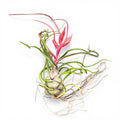Plante aérienne Tillandsia Bulbosa
