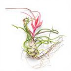 Plante aérienne Tillandsia Bulbosa