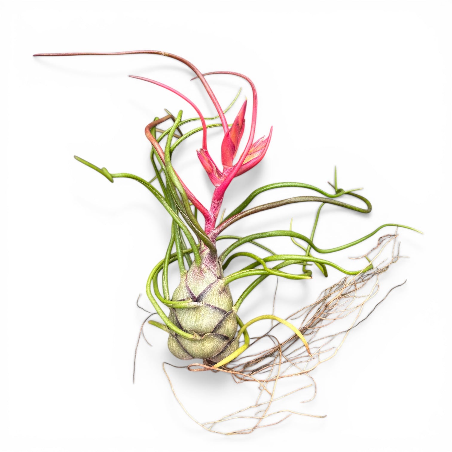 Αερόφυτο Tillandsia Bulbosa