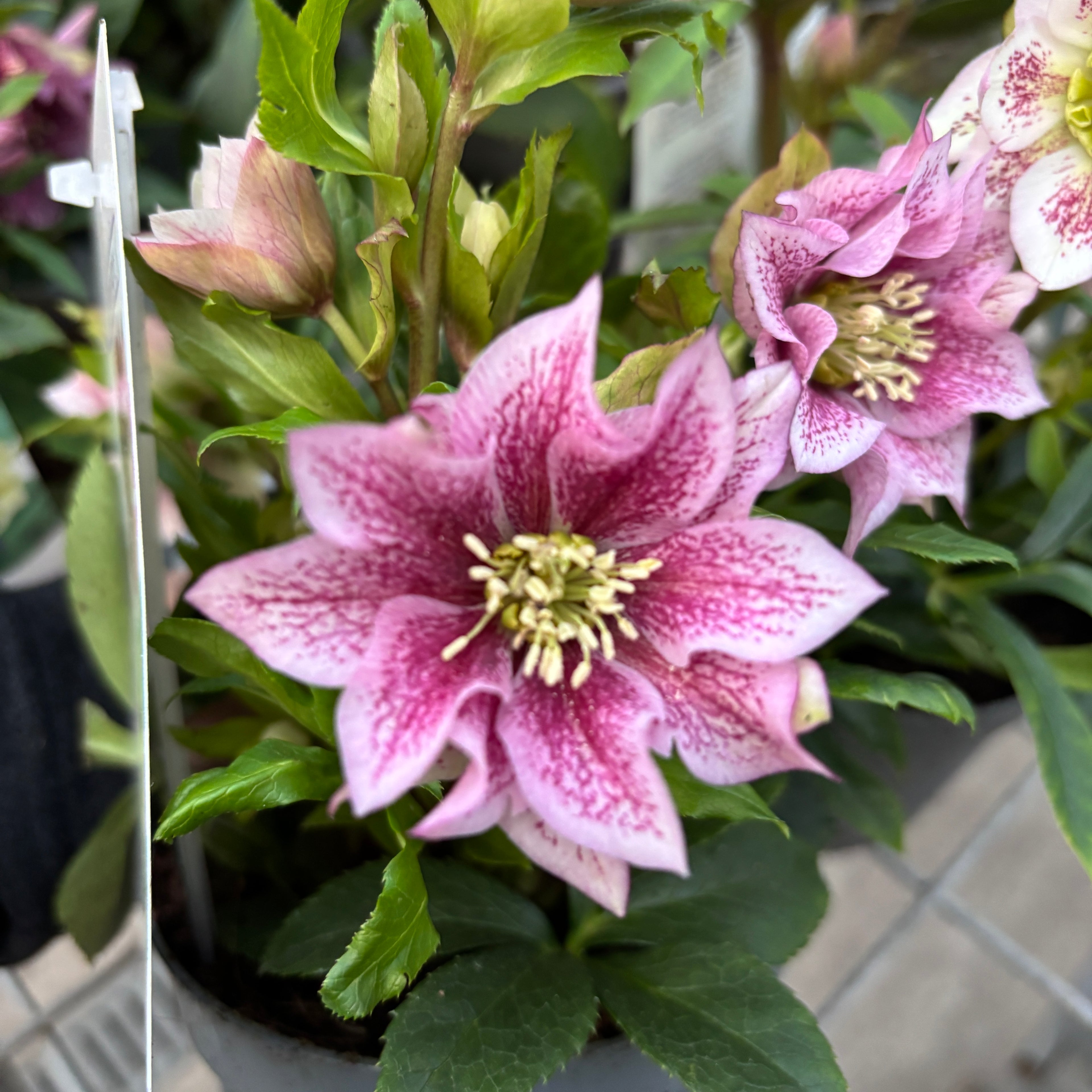 Helleborus orientalis ‘Double Ellen Pink’ (Spanz) D12
