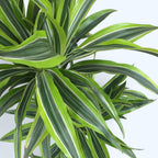 Dracaena fragrans 'Lemon Lime' 2 tiges