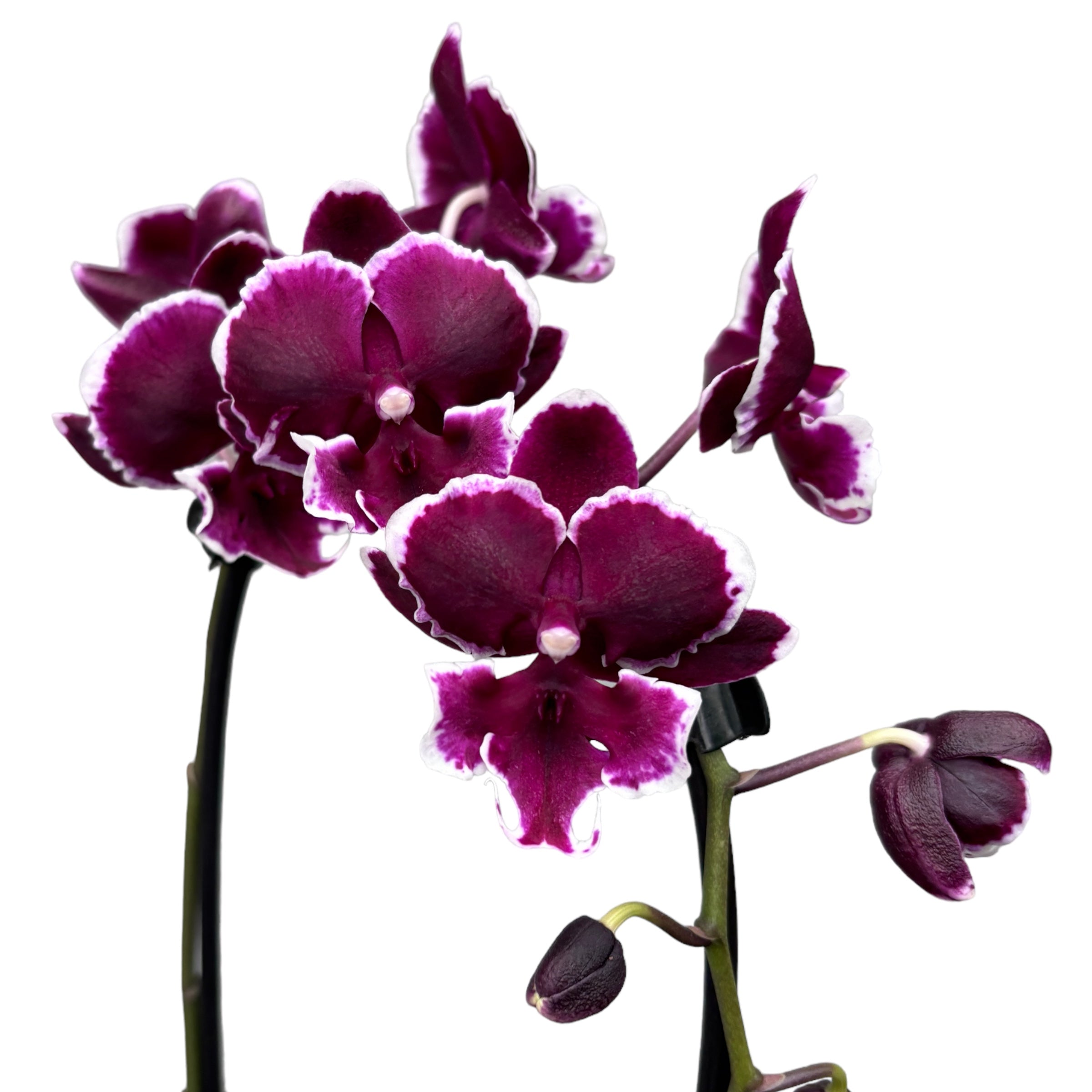 Phalaenopsis New Pearl (velký pysk)