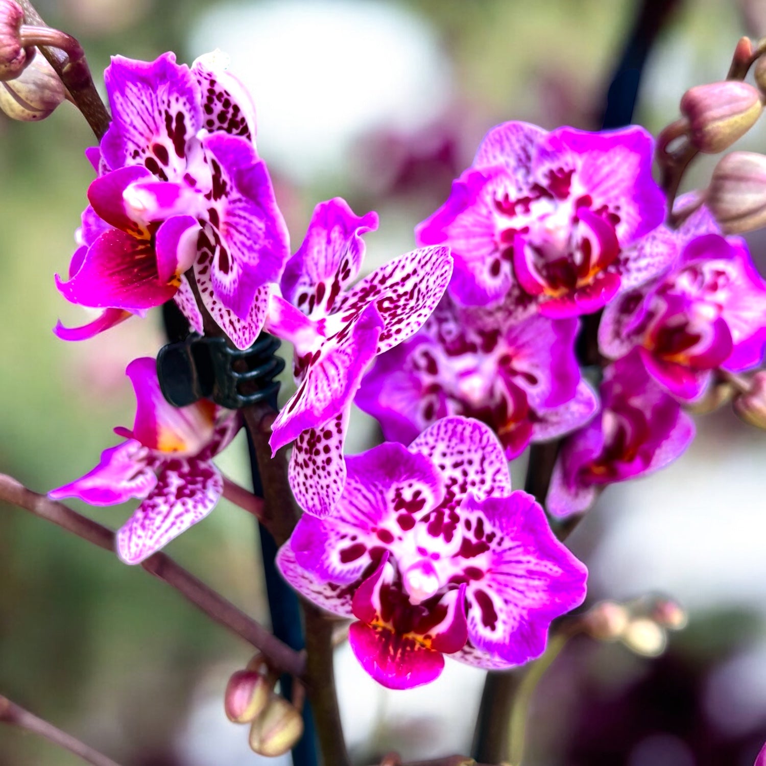 Phalaenopsis Formosa Cranberry 'Wilson' - pelorique (feuilles argentées)