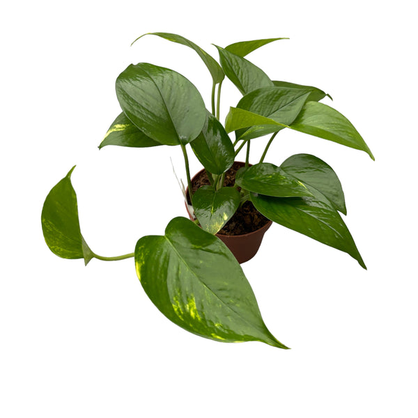 Epipremnum aureum 3-4 plants/pot