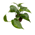 Epipremnum aureum 3-4 plantes/pot