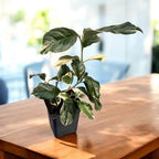 Lamai Meyer cu frunze si fructe variegate - Citrus 'Meyer Variegata'