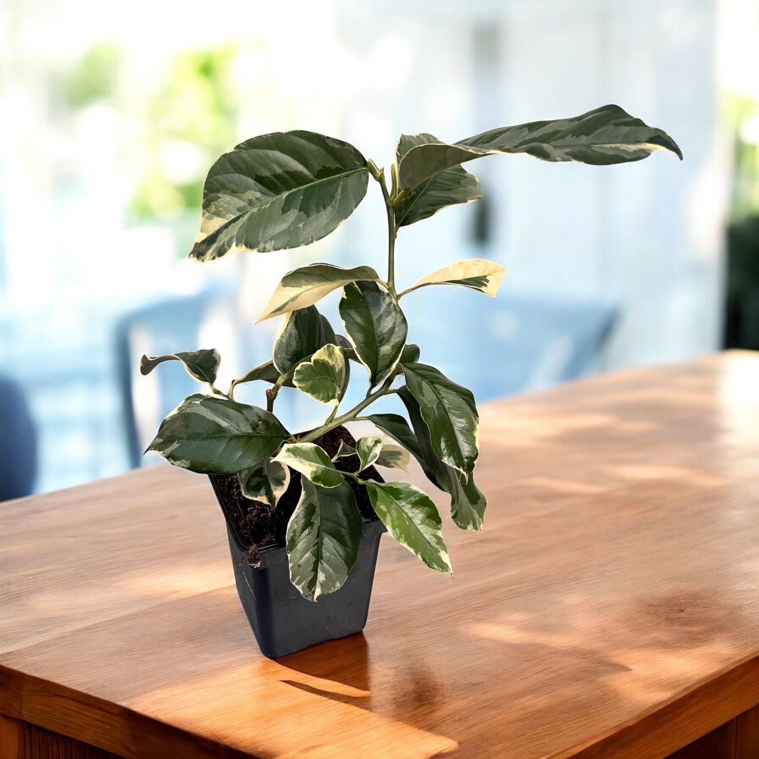 Lamai Meyer cu frunze si fructe variegate - Citrus 'Meyer Variegata'