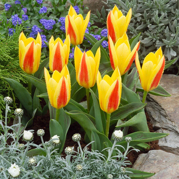 Tulpenzwiebeln mit zweifarbigen Blüten in Töpfen (Tulipa Giuseppe Verdi)