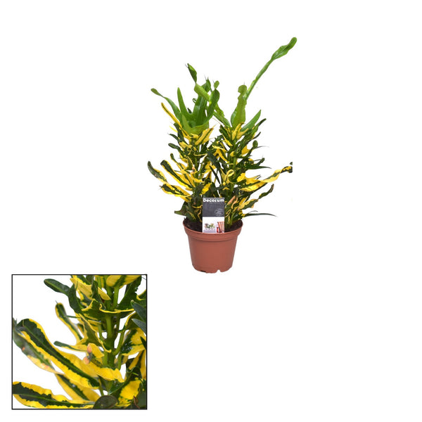 Croton Codiaeum 'Pigtum' 2 Stück Babypflanze