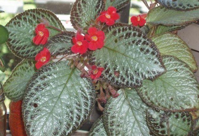 Episcia 'Chocolate Soldier'