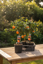 Citrus aurantifolia 'Red Lime' H75 cm