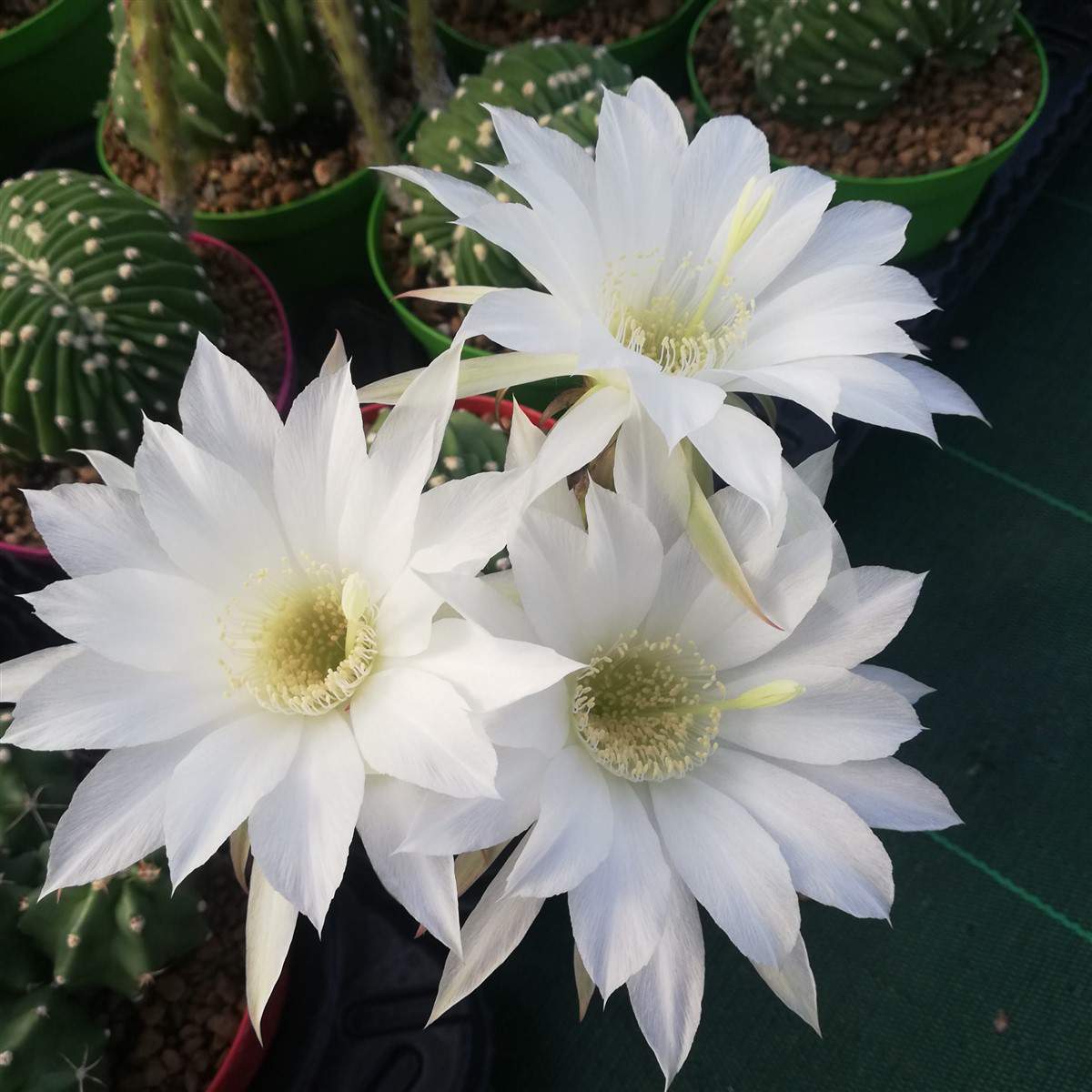 Echinopsis eyriesii f. cristata