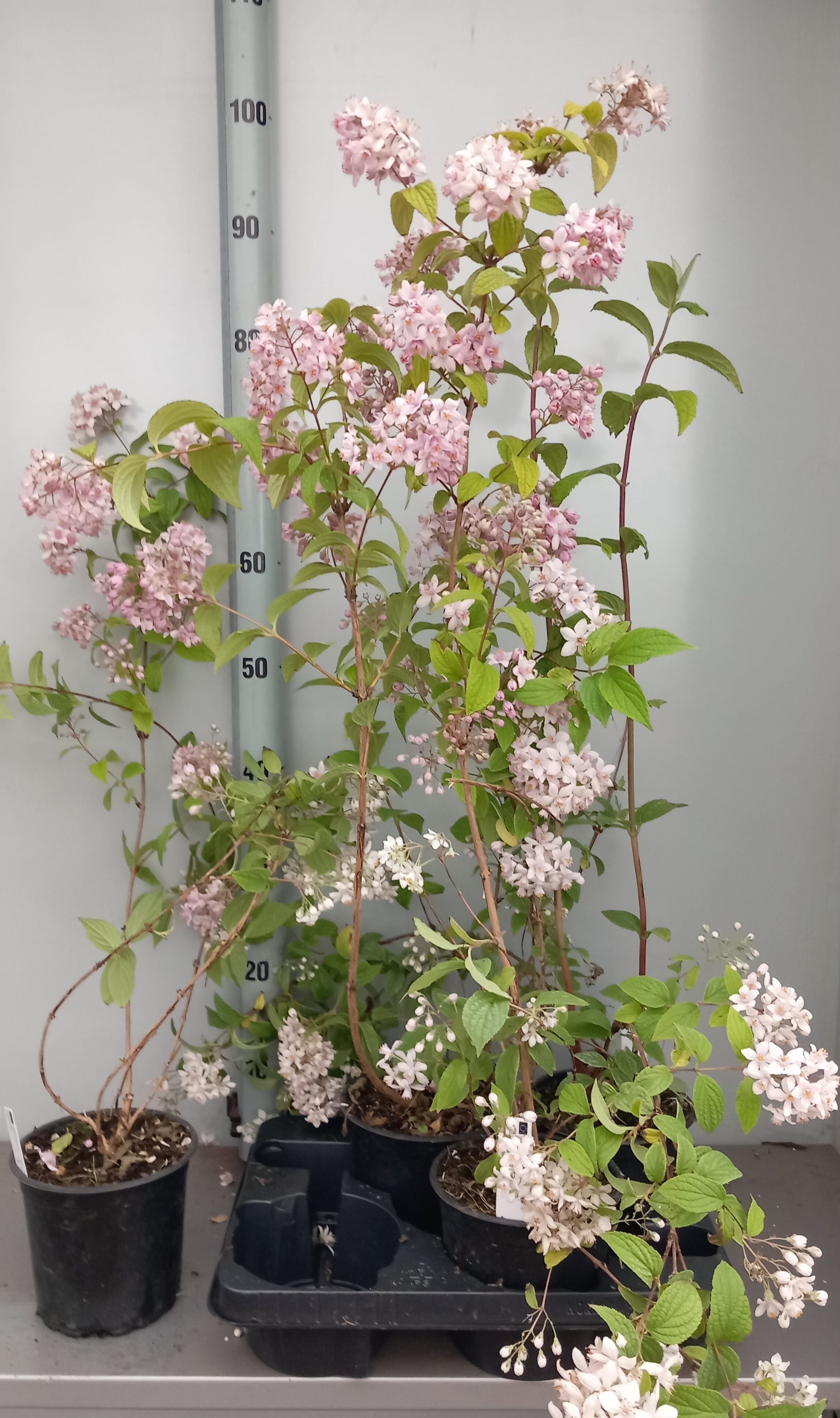 Deutzia x hybrida 'Mont Rose'