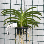 Vanda Sweet Pea 'Ruby' (Vanda bensonii × Vanda Peggy Foo) parfumata