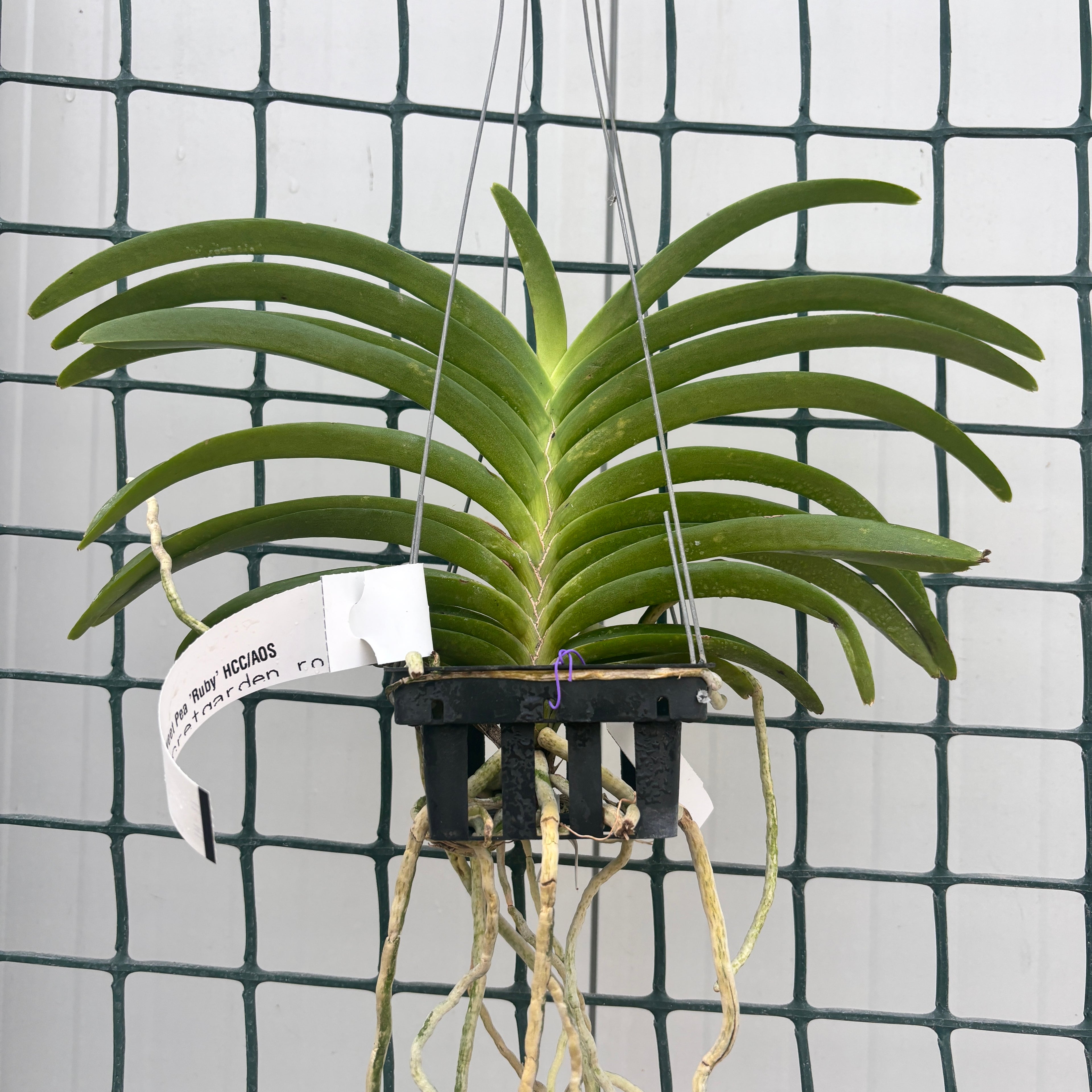 Vanda Sweet Pea 'Ruby' (Vanda bensonii × Vanda Peggy Foo) parfumata