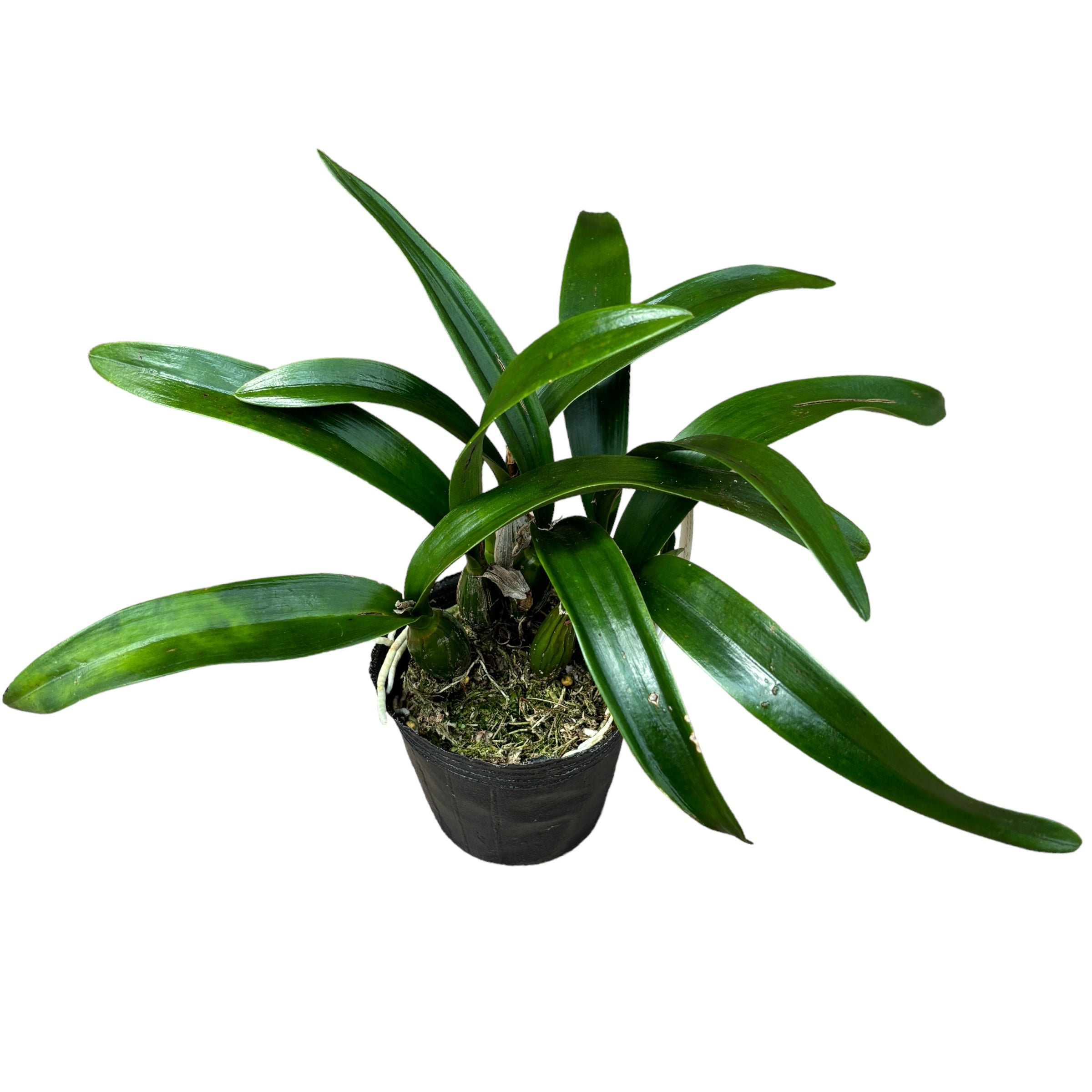 Encyclia Kyoguchi 'p'