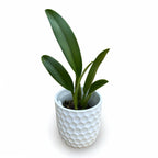 Rlc. Hsinying Sunbeam 'Juliets' - flori parfumate