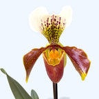 Paphiopedilum mezcla híbrida USA