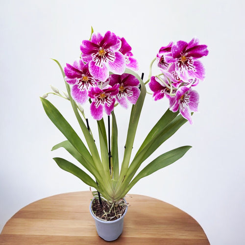 Miltoniopsis  Princess Diana *parfumata