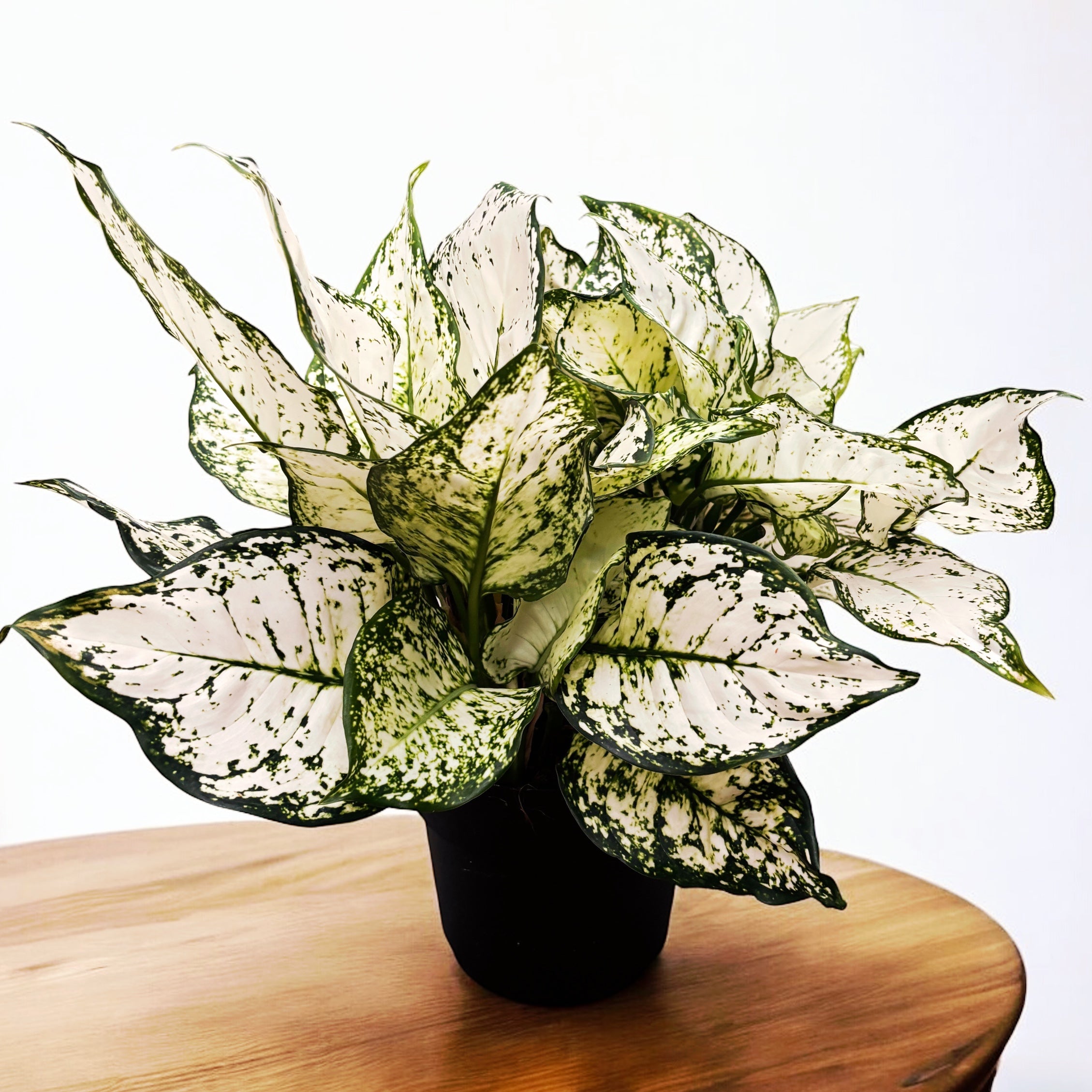 Aglaonema Snow White - exemplare XL