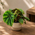 Begonia pseudoedulis Shiwanshan