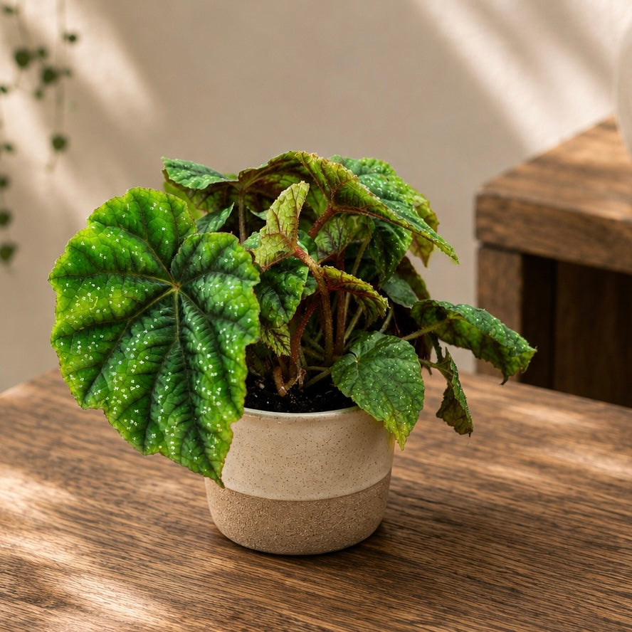 Begonia pseudoedulis Shiwanshan
