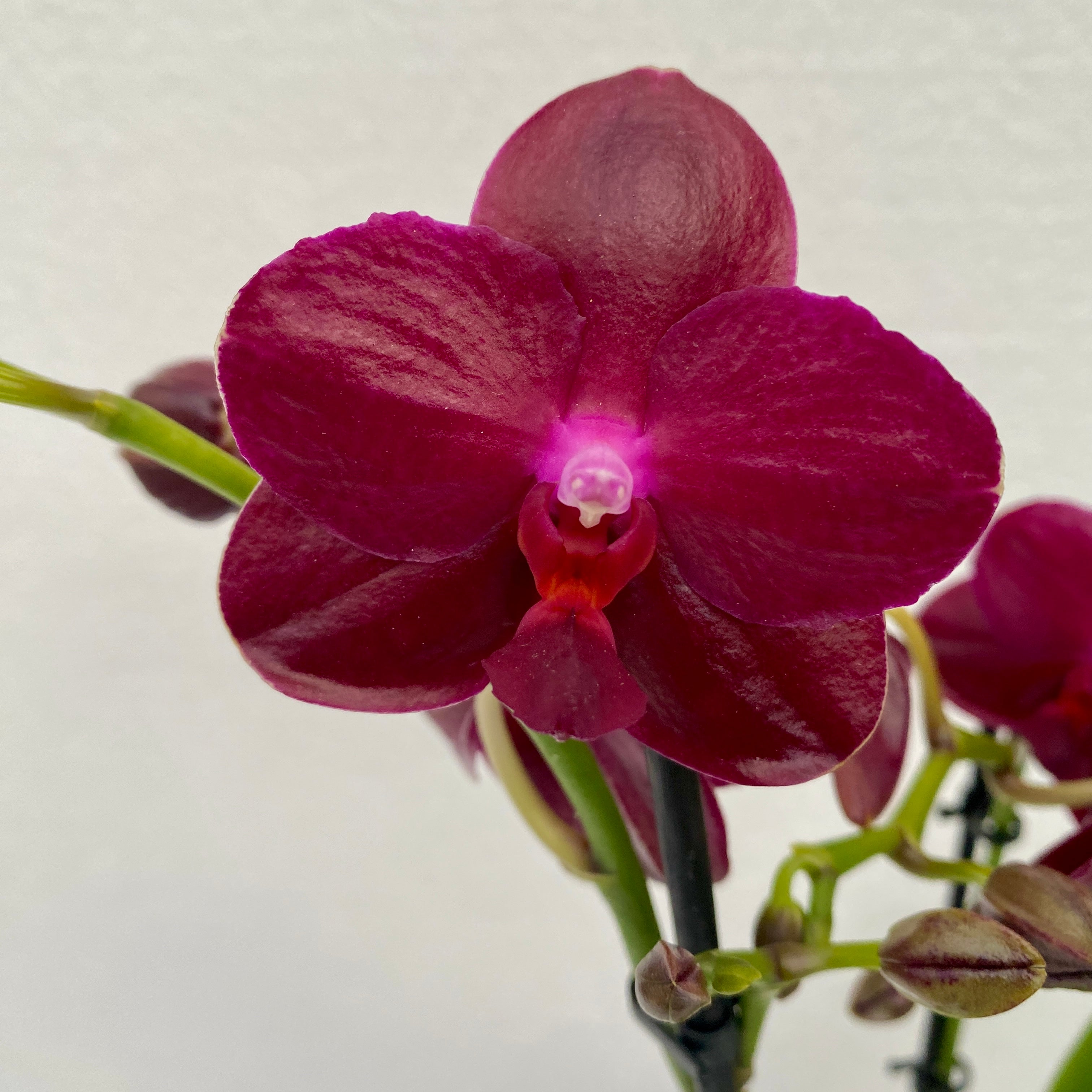 Phalaenopsis Sogo Relex - flori cerate parfumate (NL)
