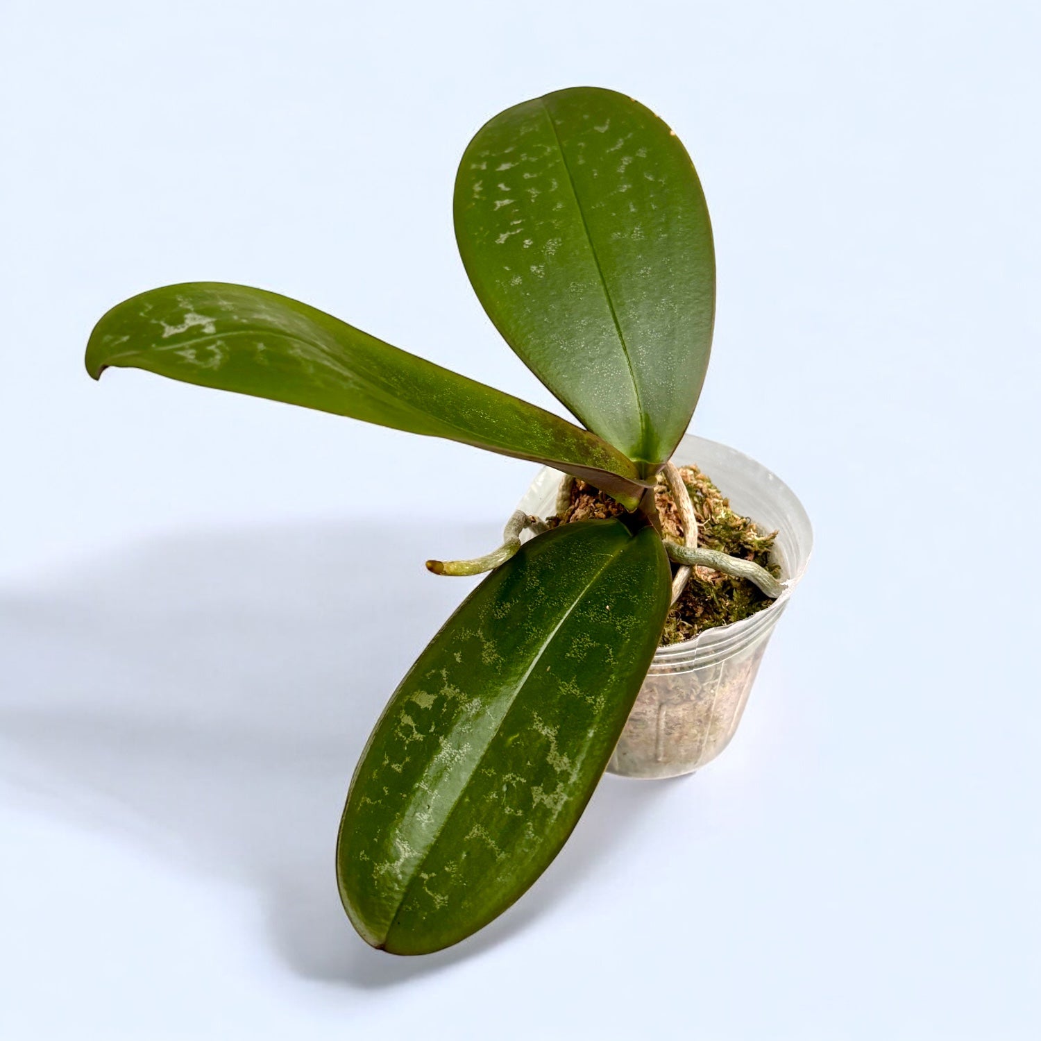 Phalaenopsis stuartiana var. nobilis parfumata